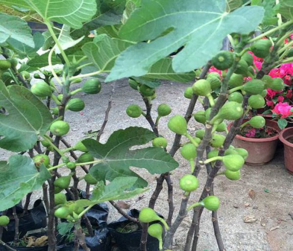 无花果怎么移栽