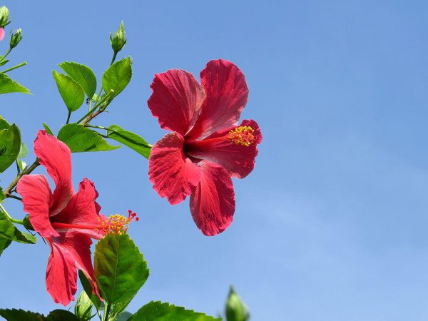 盆栽扶桑花怎么养