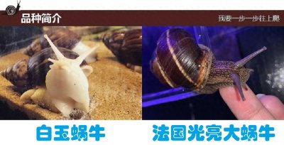 养蜗牛需要什么条件 了解蜗牛对环境的要求