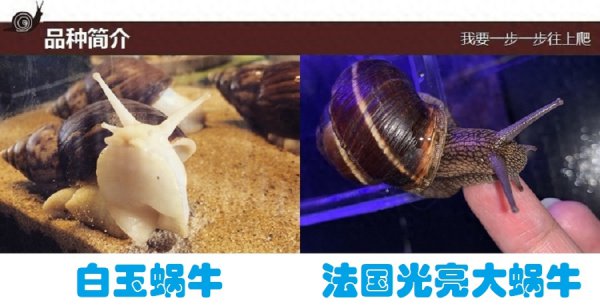 养蜗牛需要什么条件