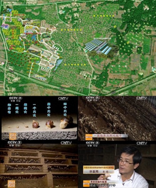 养蜗牛需要什么条件