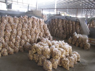 小黄姜哪里的产地最好 不同产地生姜的区别