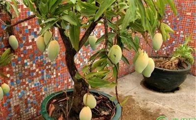 芒果盆栽几年才能结果 盆栽芒果树的种植与养护