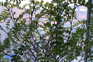 胡椒木怎么养才旺盛
