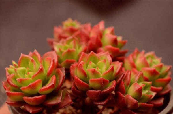 新手如何养多肉植物