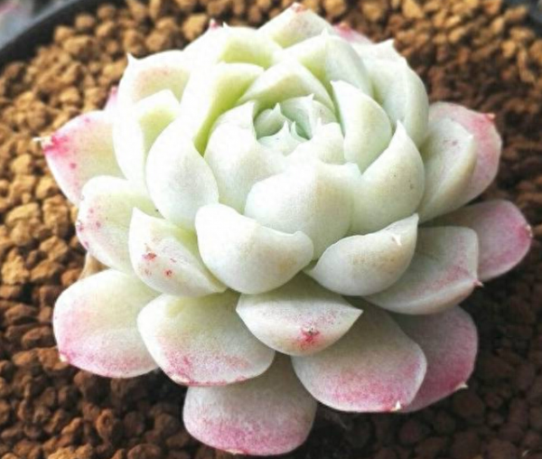 新手如何养多肉植物