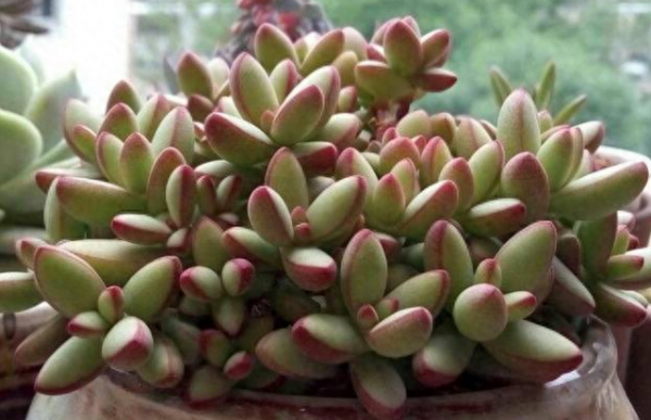 新手如何养多肉植物