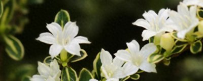 六月雪怎么养才长得好 花卉六月雪的养护要点