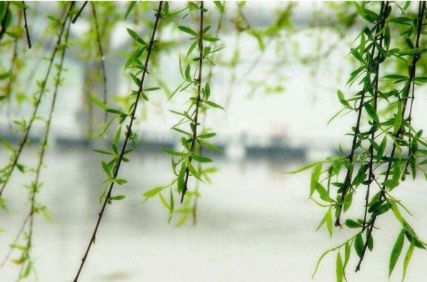 幸福树夏天怎么养