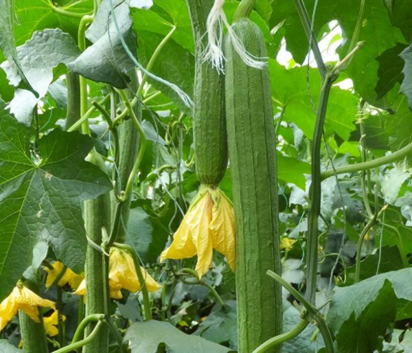 六月适合种什么蔬菜
