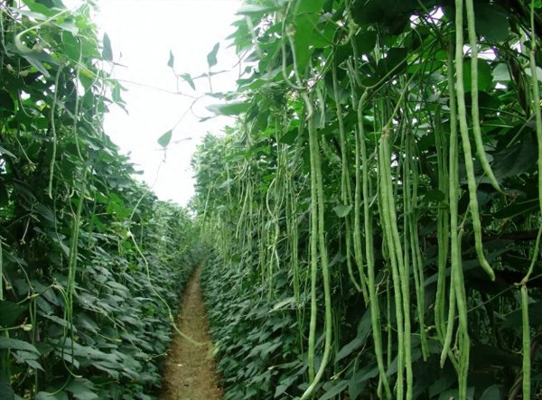 六月适合种什么蔬菜
