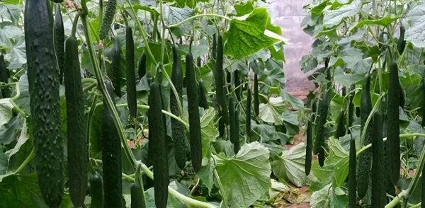 六月适合种什么蔬菜