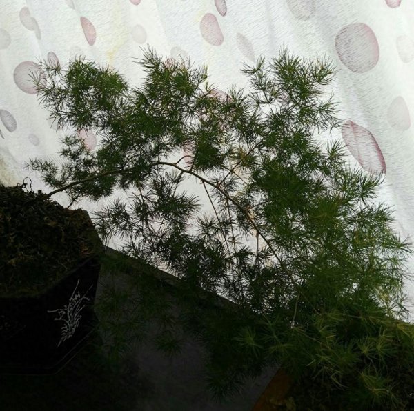 蓬莱松怎么养得粗壮