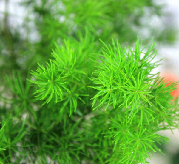 蓬莱松怎么养得粗壮