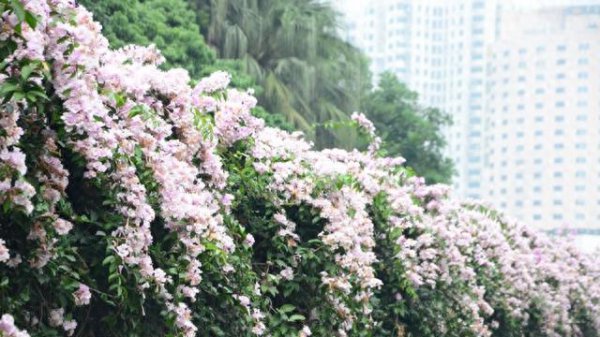 蒜香藤小苗怎么养