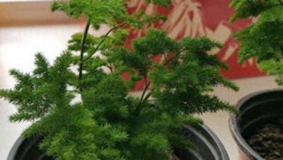 云竹怎么养才能长得旺盛 云竹日常养护知识