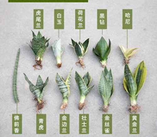 虎皮兰怎么养才长得好