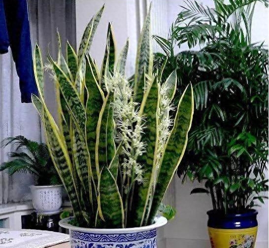 虎皮兰怎么养才长得好