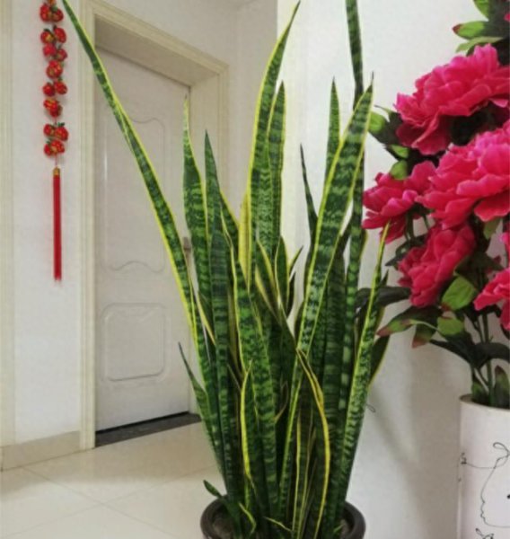 虎皮兰怎么养才长得好