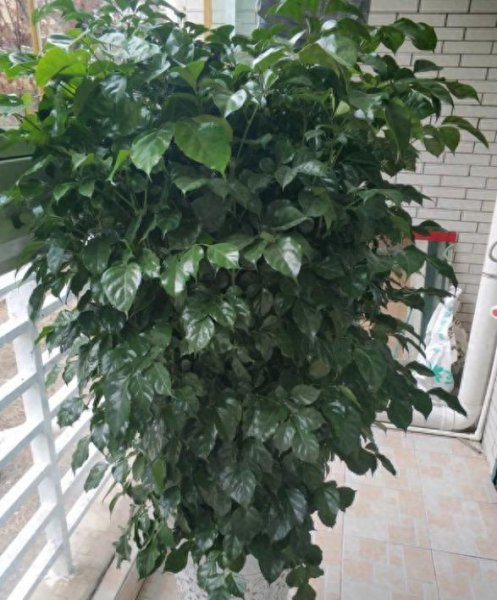 怎么让幸福树爆新芽