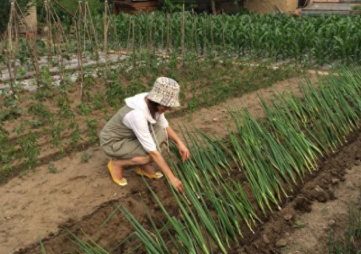 小葱苗怎么种才能出得好 教你正确制作小葱