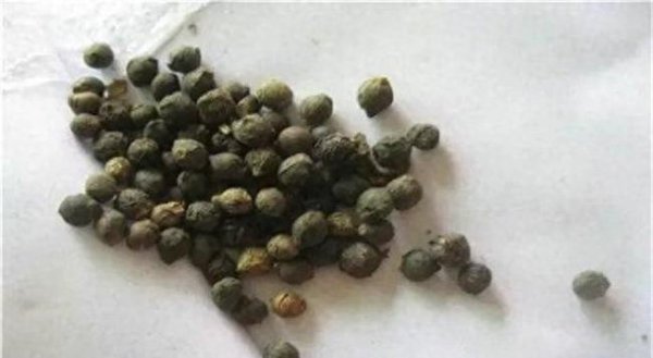木耳菜怎样种出苗快
