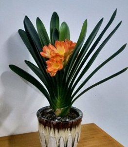 家庭如何养君子兰 家中养君子兰的技巧