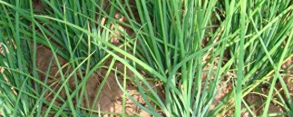 小葱怎么栽种方法最好
