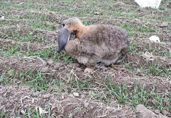 新手应该如何养兔