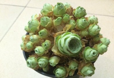 山地玫瑰怎么繁殖 山地玫瑰的养护知识