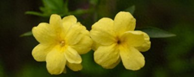 迎春花如何种植盆栽 迎春花种植方法简介