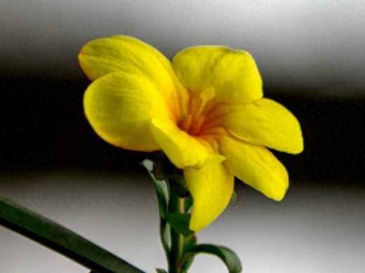 迎春花如何种植盆栽