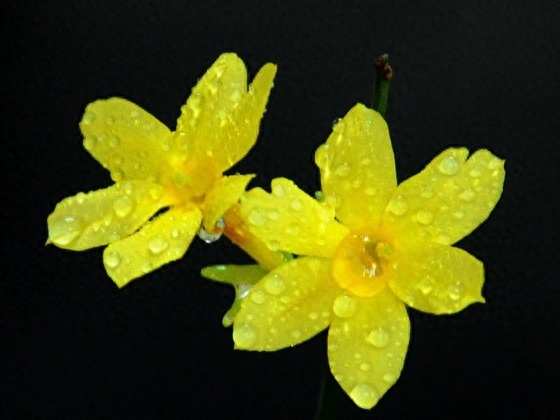 迎春花如何种植盆栽