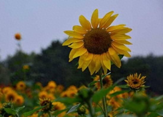 向日葵属于哪个季节