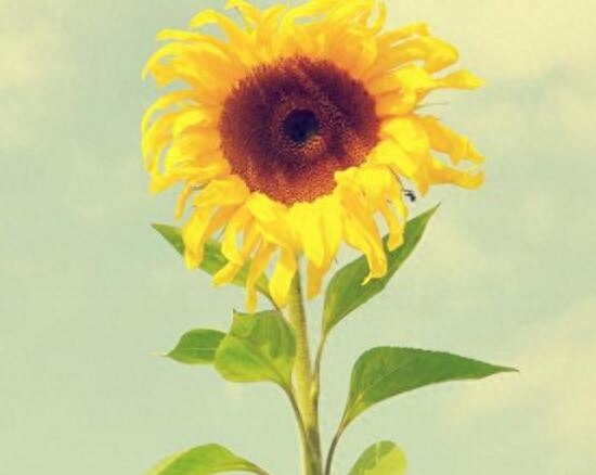 向日葵属于哪个季节