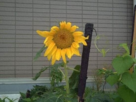向日葵属于哪个季节