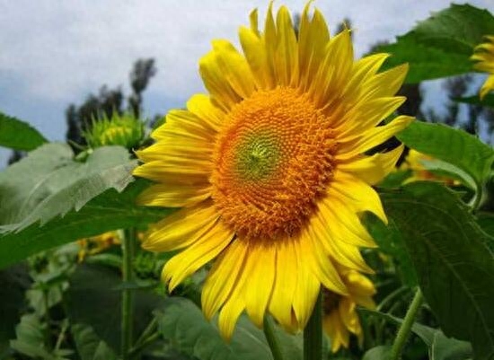 向日葵属于哪个季节