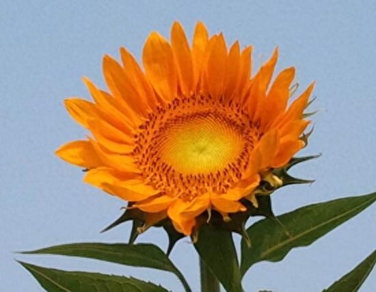 向日葵属于哪个季节