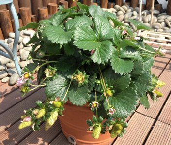 盆栽草莓怎么养护 阳台草莓盆栽栽培技巧