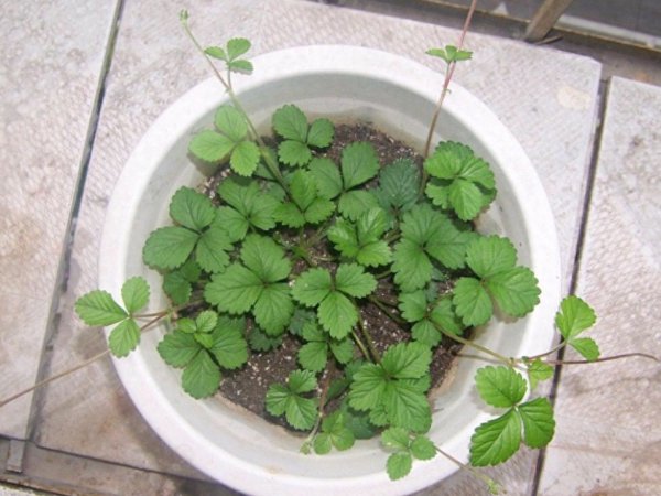 盆栽草莓怎么养护
