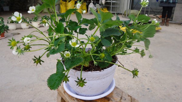 盆栽草莓怎么养护