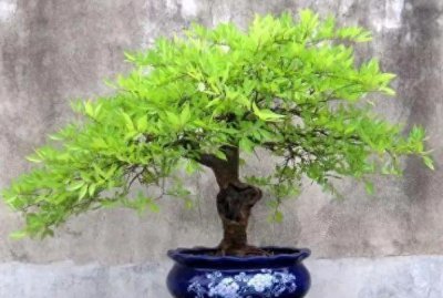 黄荆盆景怎么养护管理 教你正确养护黄荆盆景