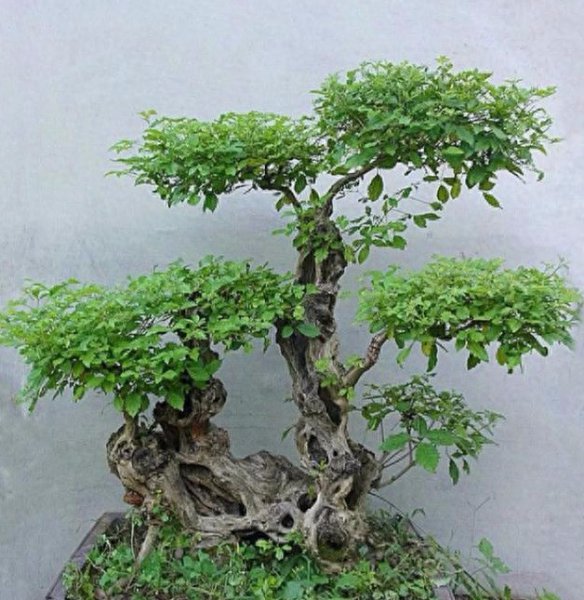 黄荆盆景怎么养护管理