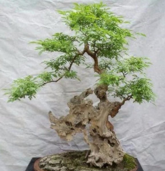 黄荆盆景怎么养护管理