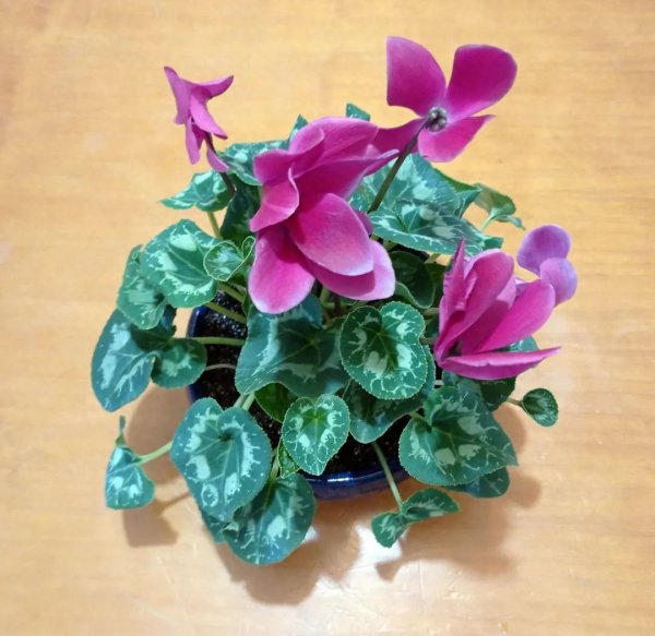 仙客来怎么养才能更旺盛