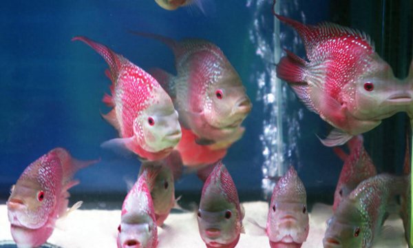 罗汉鱼怎么养才最好