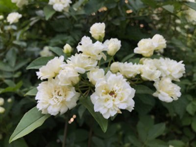 木香花盆栽如何种植 木香的栽培方法介绍