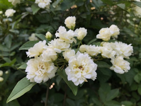 木香花盆栽如何种植