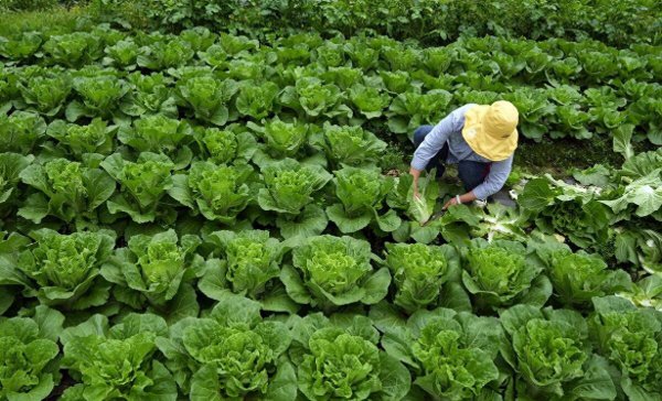 什么时间种白菜最好