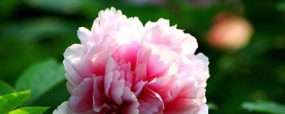 盆栽牡丹花怎么养 家养牡丹花种植技术